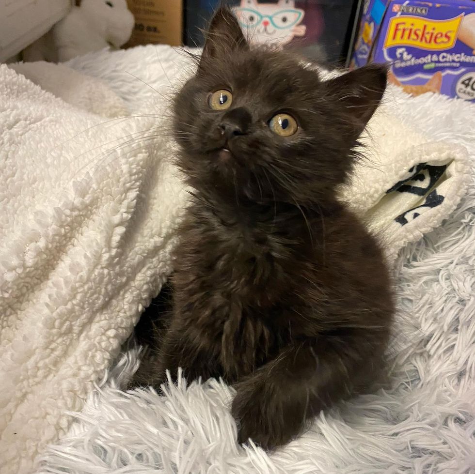 teddy bear kitten, panther kitty