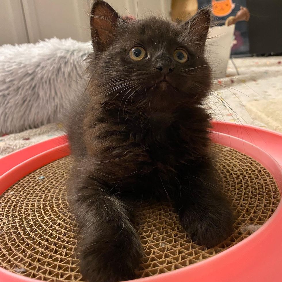 bear kitten, fluffy black kitten