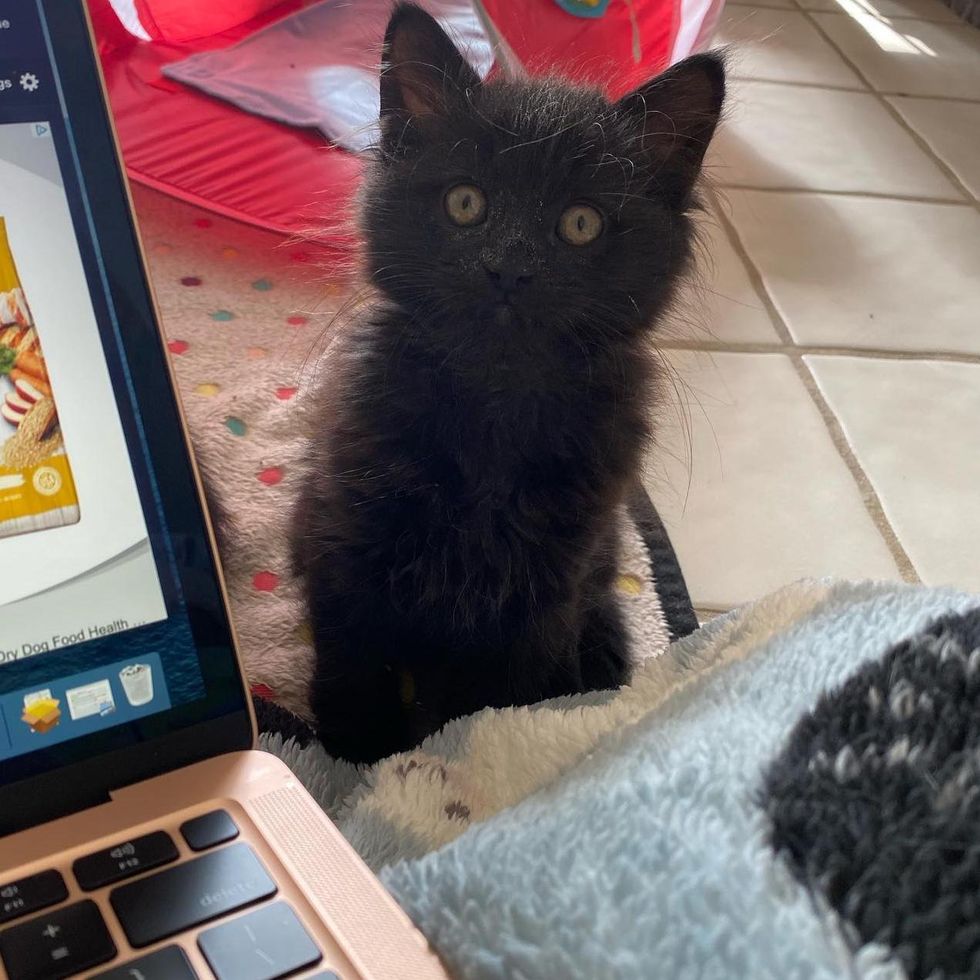 zoom meeting kitten