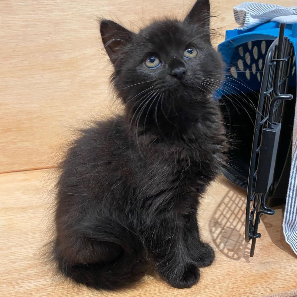 Kitten with Charming Personality Wins Over a Family and Their Cats ...