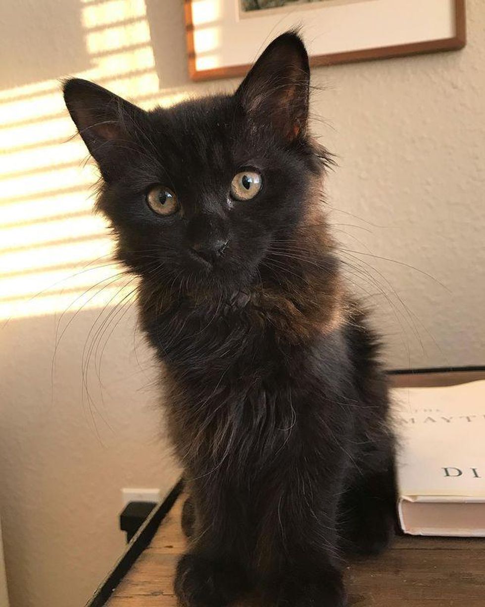 fluffy black cat