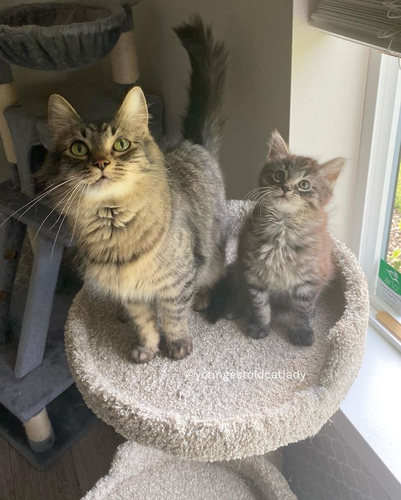 tabby cats, mom and son