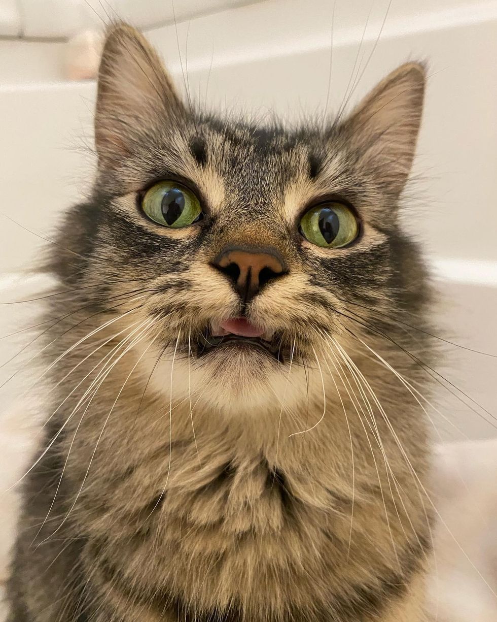 blep, cute cat