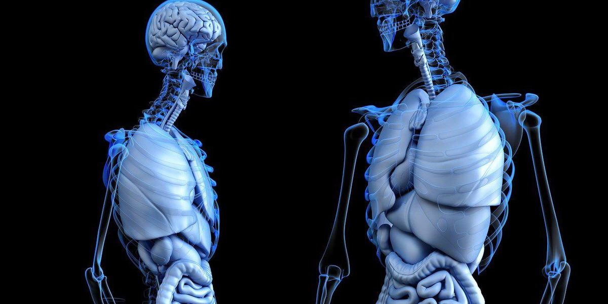 People Share The Best Facts They Know About The Human Body