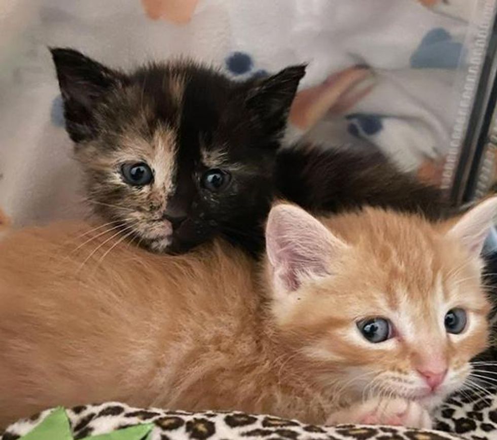 tortie, tortoiseshell, ginger, kittens, sisters