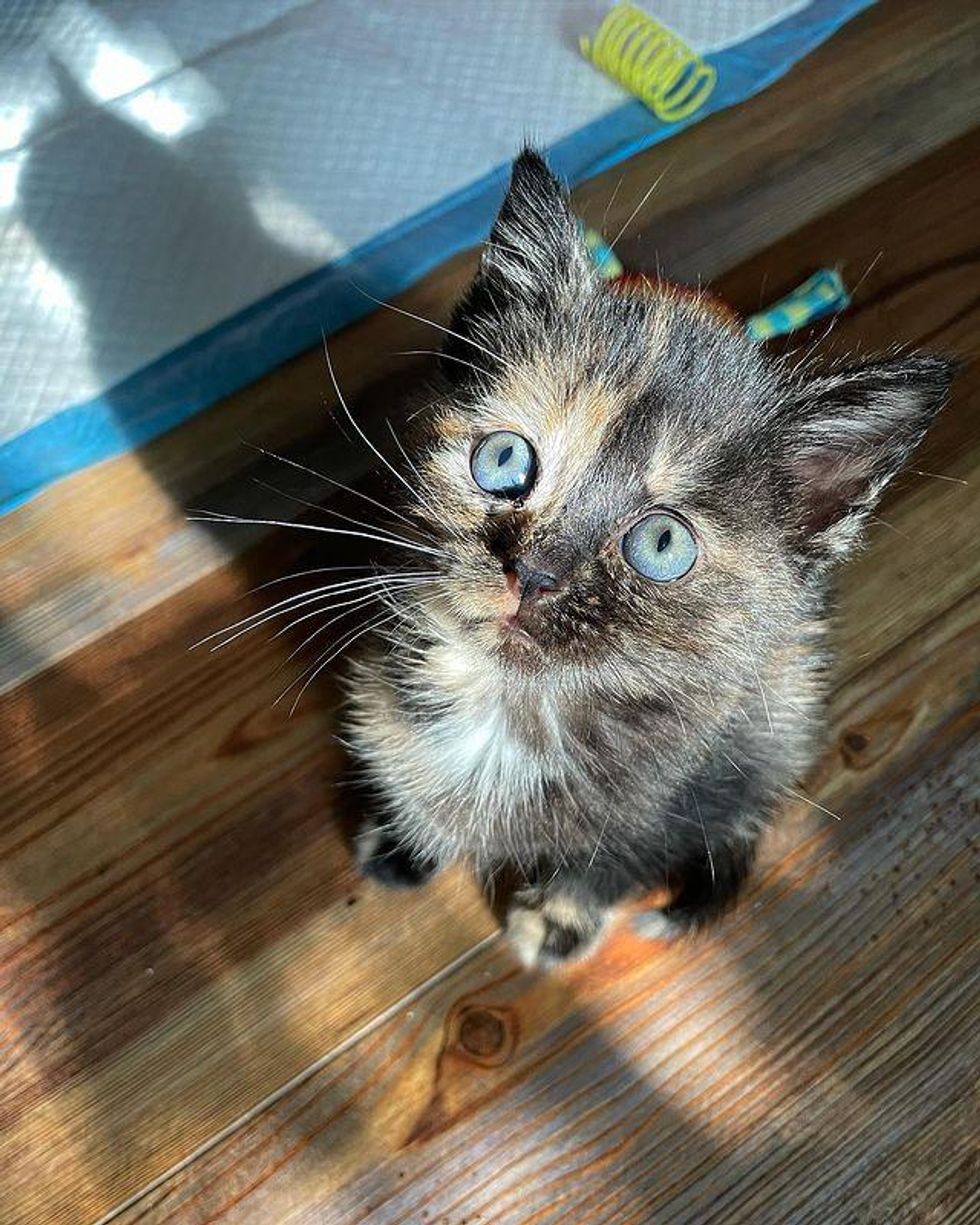 kitten, tortie cat