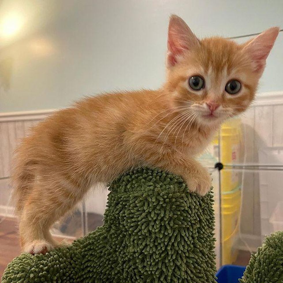 orange kitten, tabby