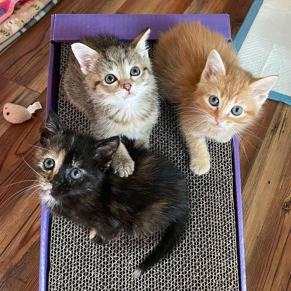 foster kittens, trio