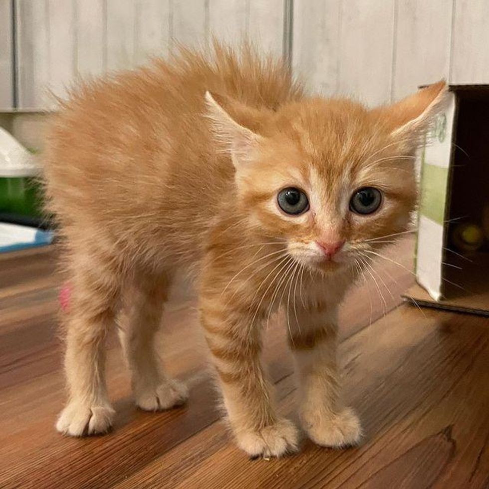 kitten, puffed up