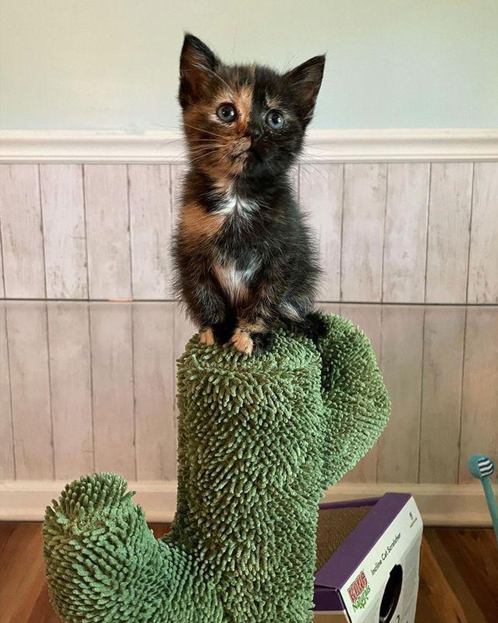 chimera, tortie kitten