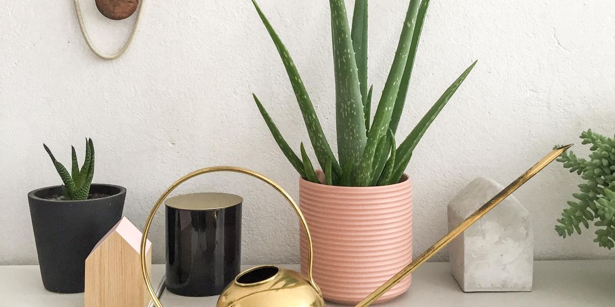 6 Reasons Aloe Vera Is The Only Self-Care Plant You Need