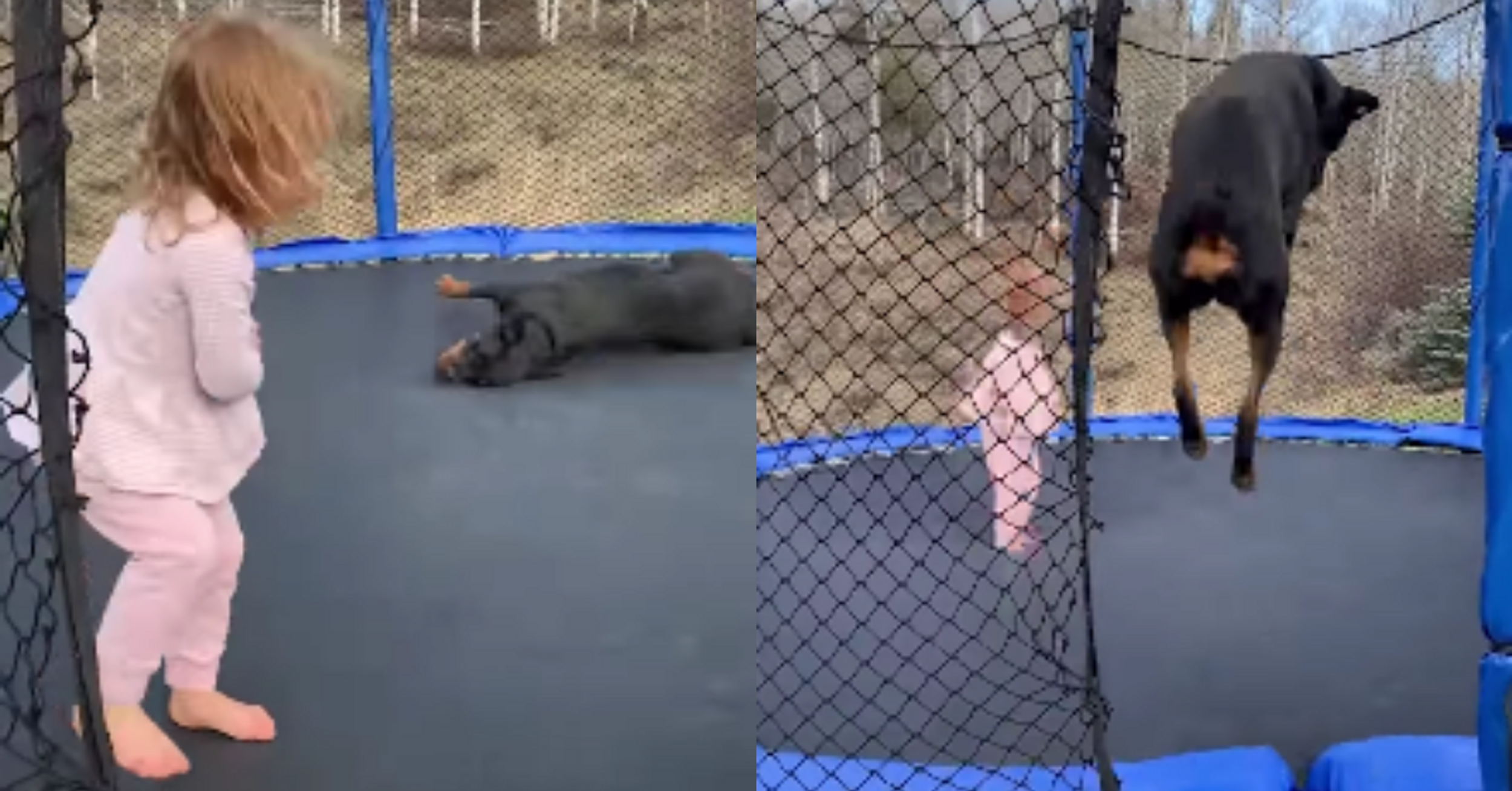 Little Girl And Her Rottweiler Exude Pure Joy While Jumping On A Trampoline In Viral Video