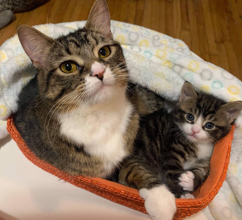 cat mom, tabby kitten, snuggles