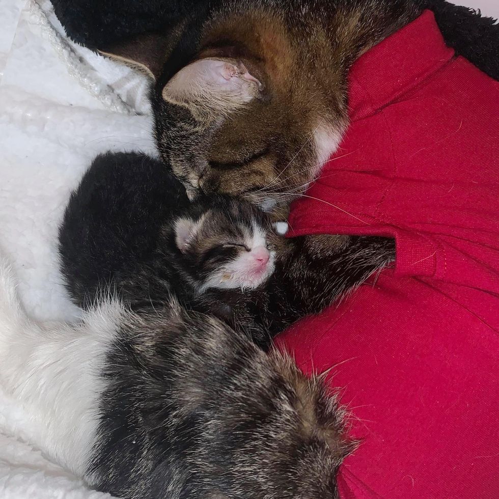 cat mom, baby kitten