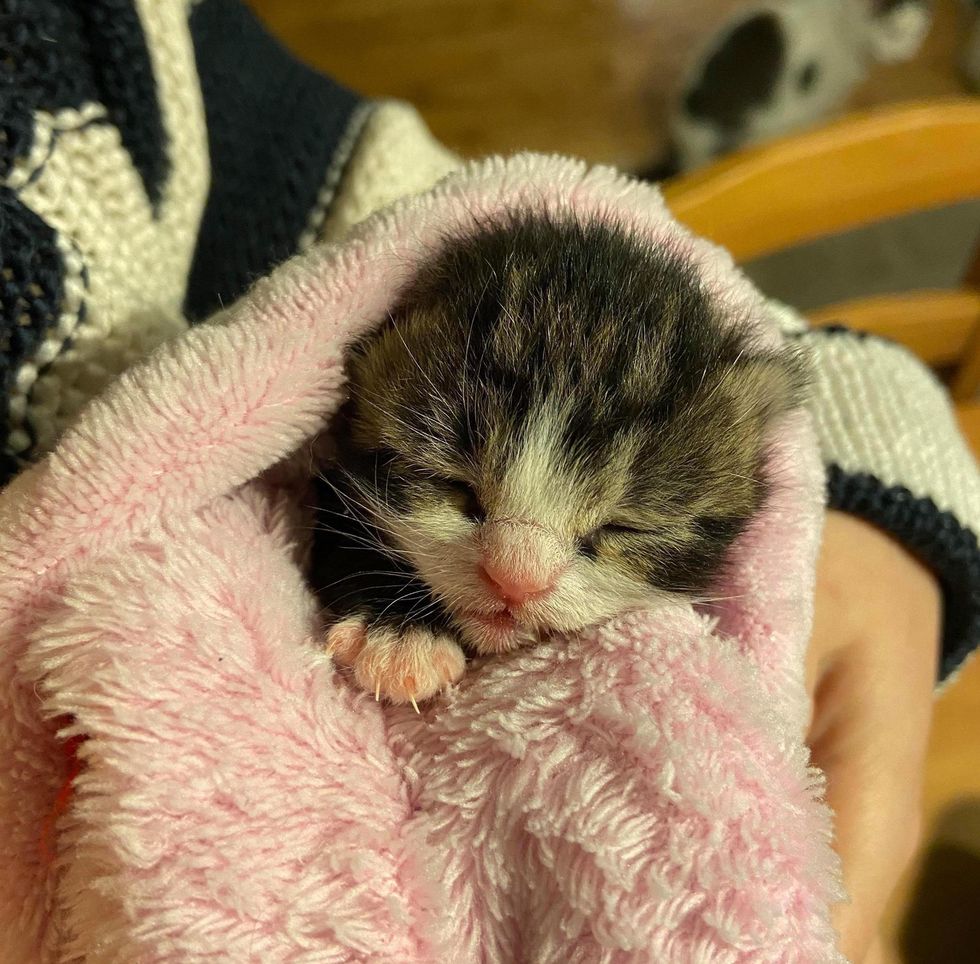 purrito, burrito kitten