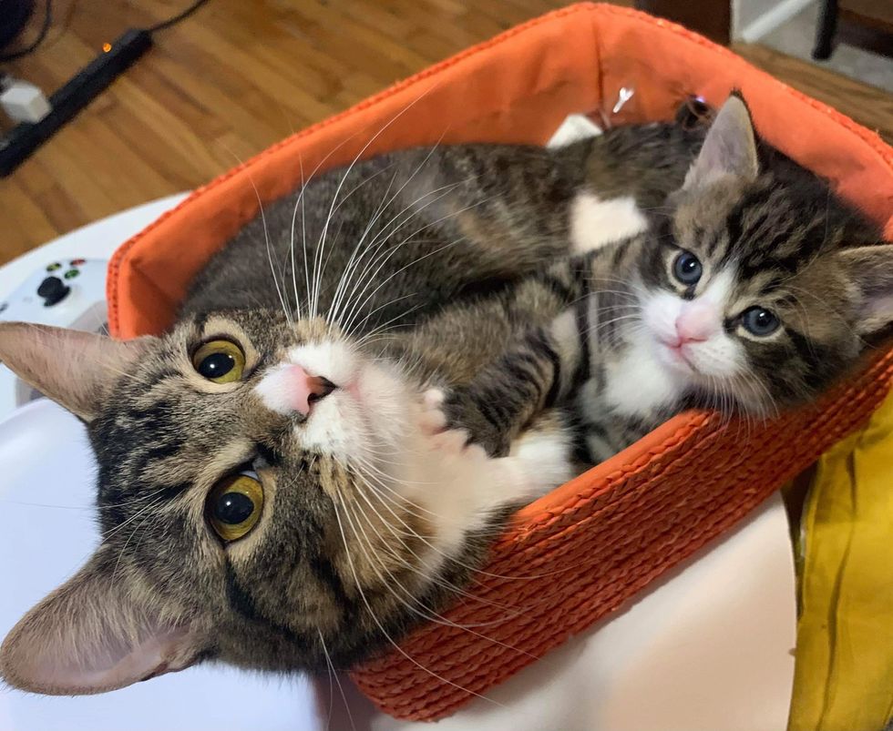 basket, cute tabby cats