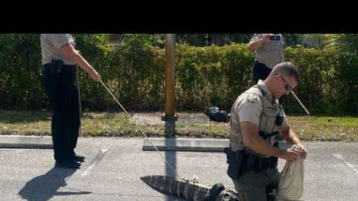 A hangry alligator chased people through a Wendy's parking lot in Florida