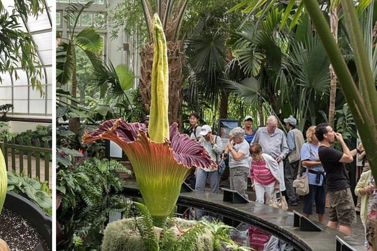 An entire town lined up to take photos with a rare corpse flower at an abandoned gas station