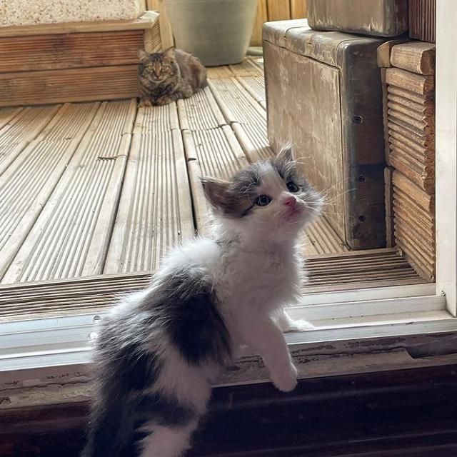 kitten exploring