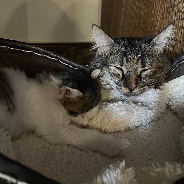 cat and kitten, best friends