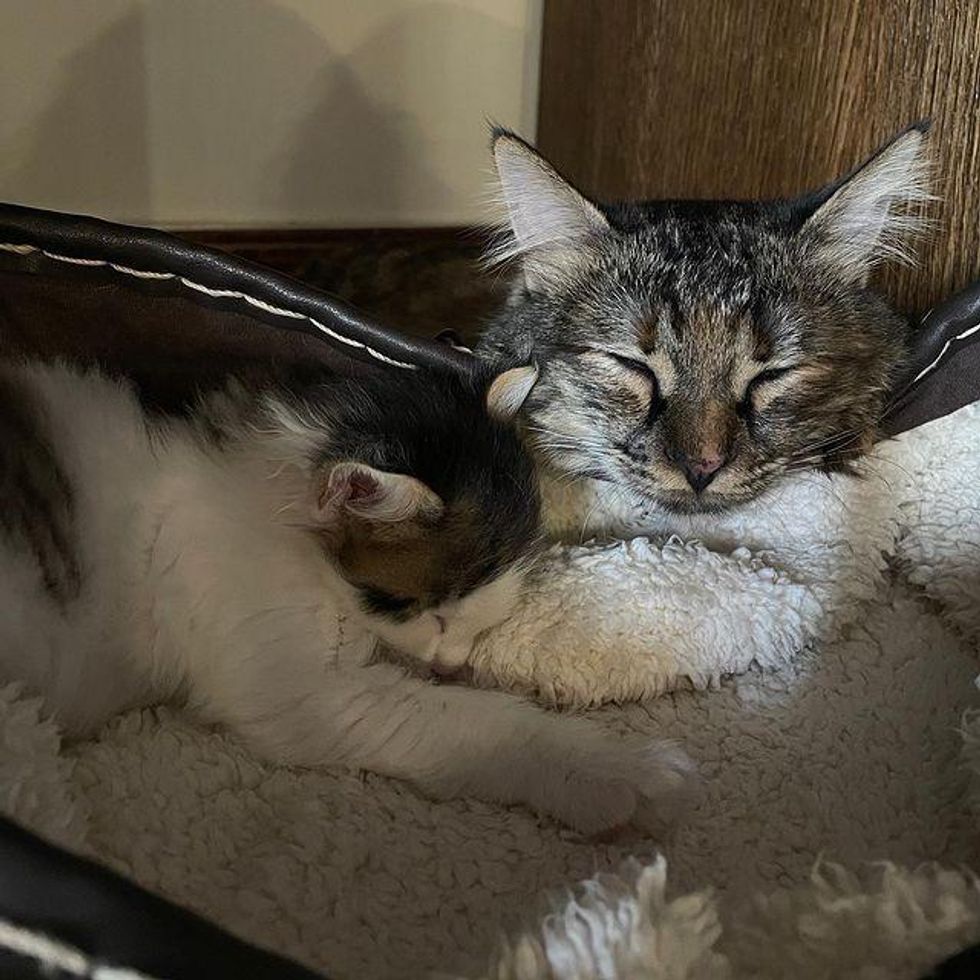 Cat Finds Kitten in Her Home and Tries to Win Her Over and Even Helps ...