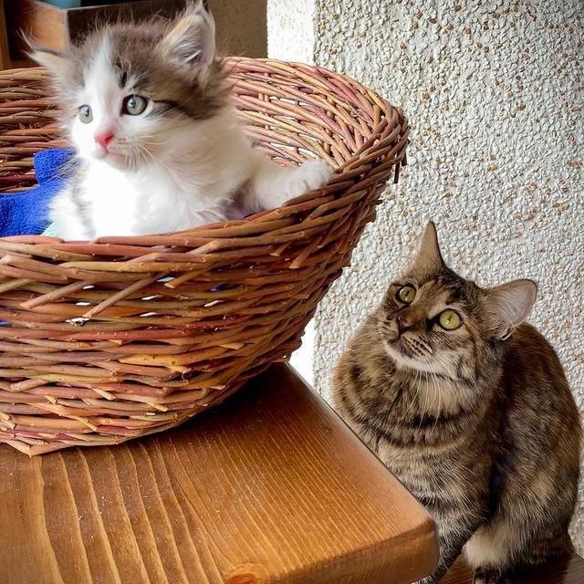 kitten basket, tabby cat