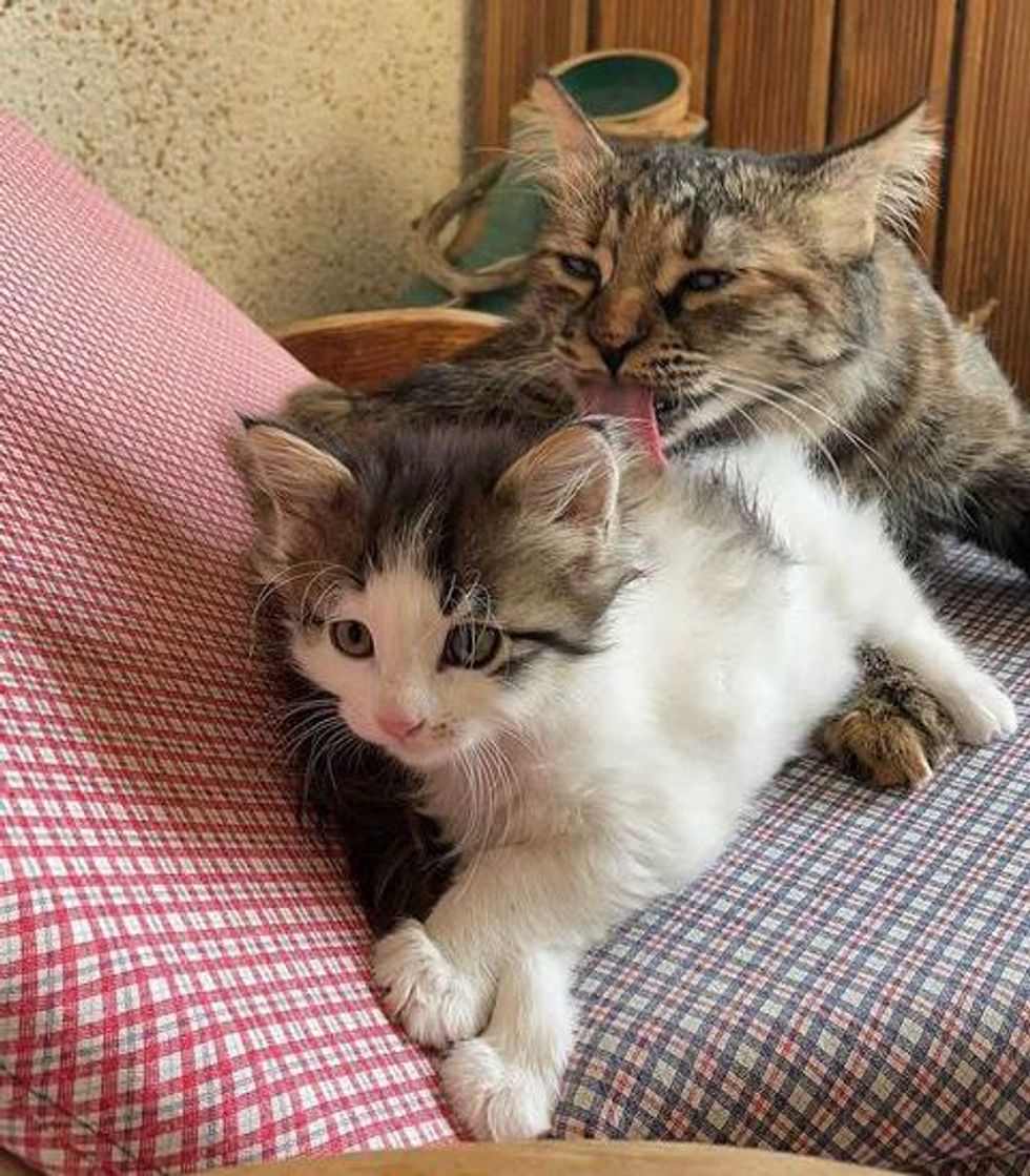 best friends, cat grooming