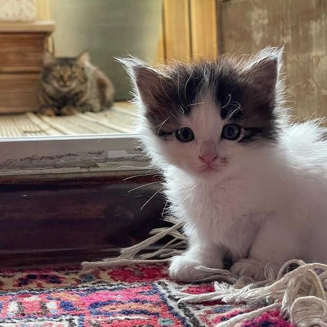 Cat Finds Kitten in Her Home and Tries to Win Her Over and