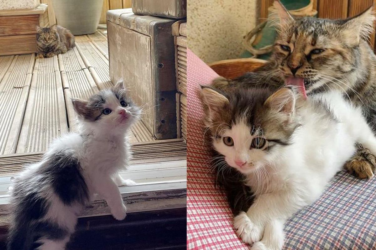 Cat Finds Kitten in Her Home and Tries to Win Her Over and Even Helps Raise Her