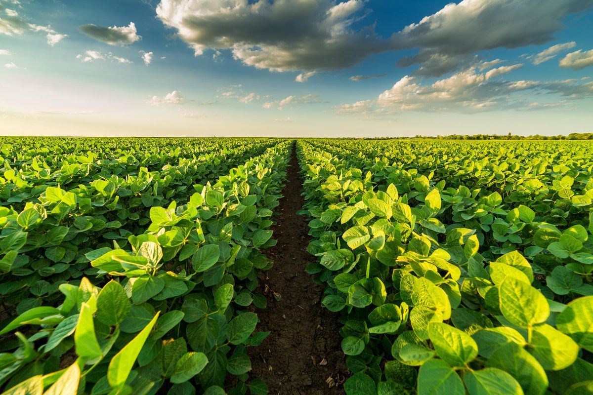 La marea di latte finto che piace ai vegani distrugge l’ambiente che dice di salvare