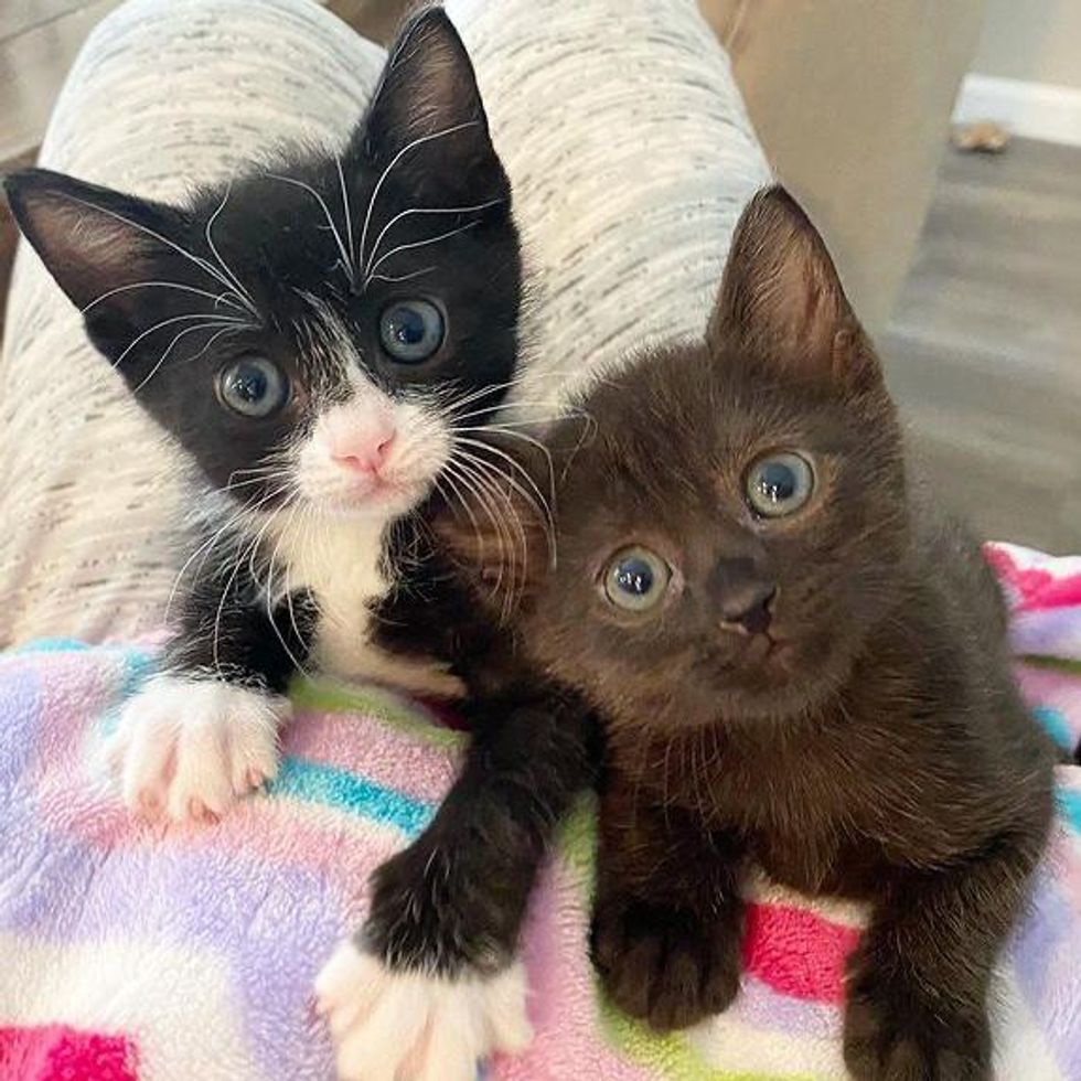 Unas gatitas se convierten en las más dulces amigas de unos cachorros