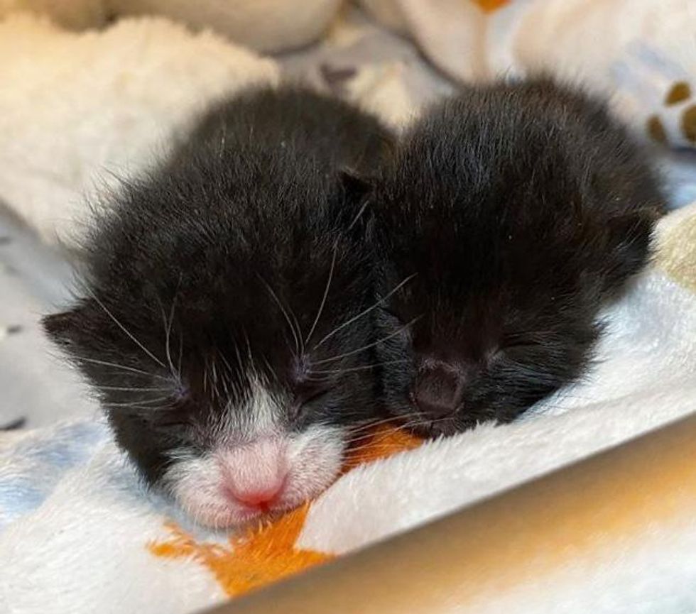 bonded kittens, baby kittens