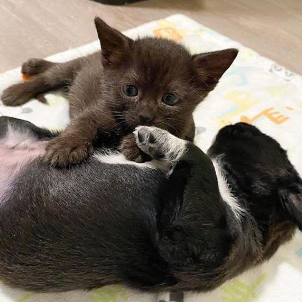 kitten and puppy, snuggly friends, unlikely friends
