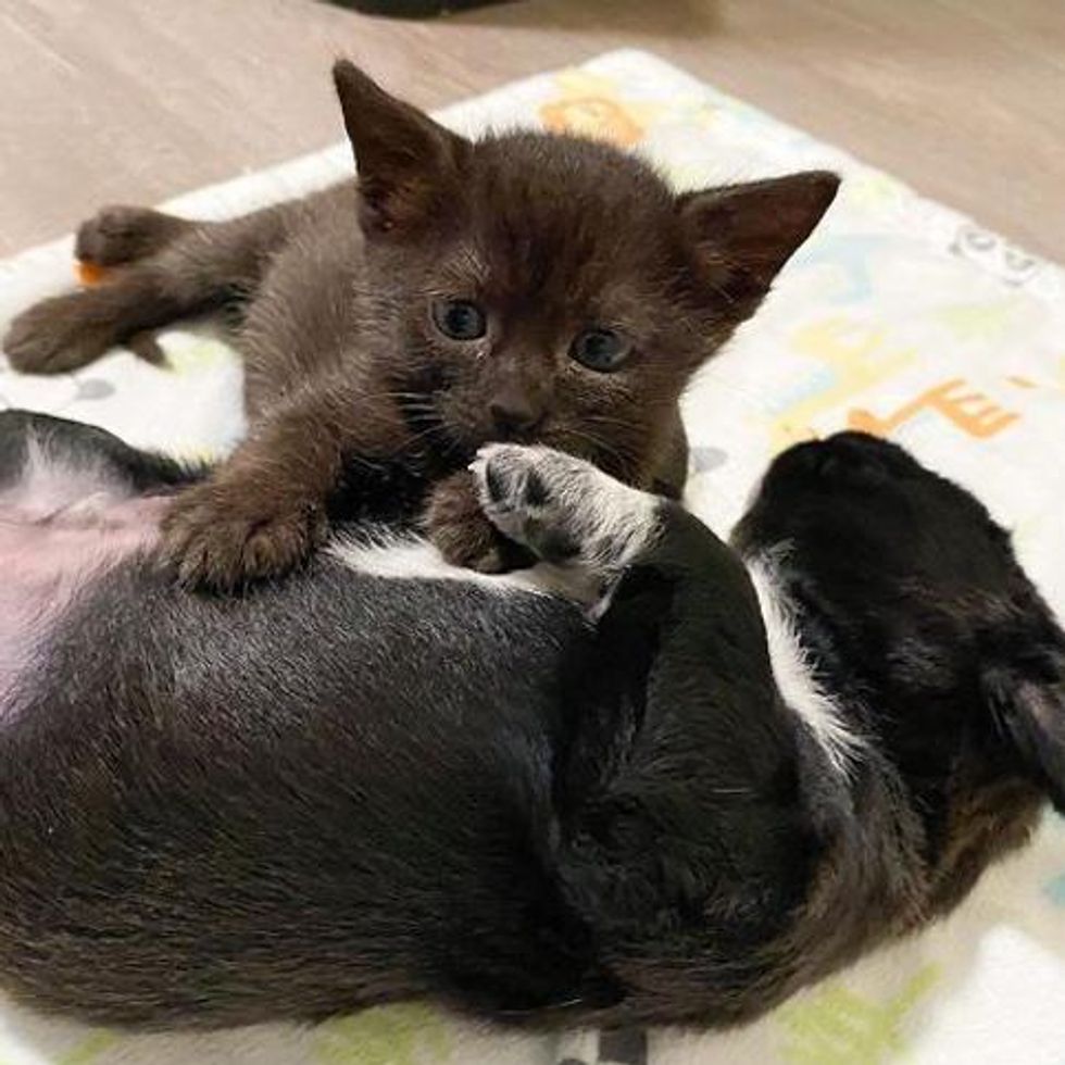 gatito y cachorro, amigos cariñosos, amigos inverosímiles