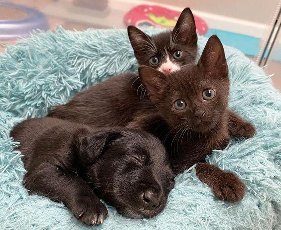 puppy and cats, sweet friends