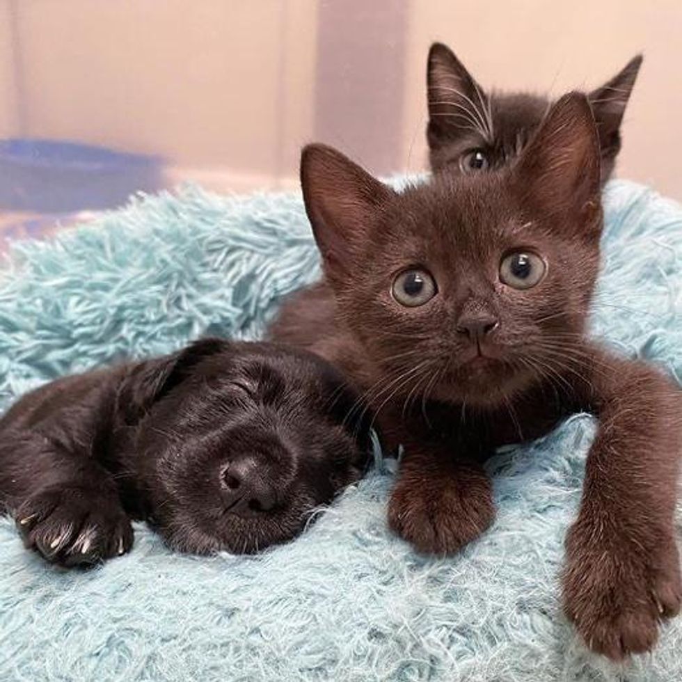 smiley puppy, unlikely friends, cute kittens