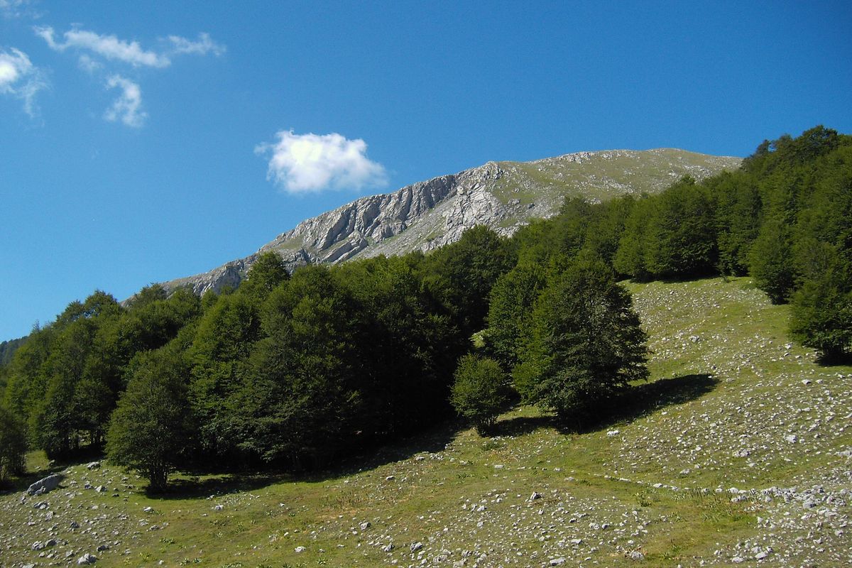 A spasso nel tempo fra gli alberi con oltre mille anni