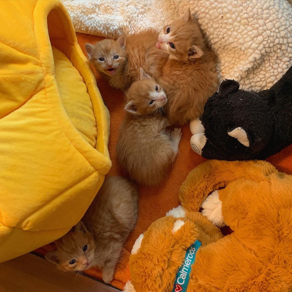 orange kittens, ginger litter