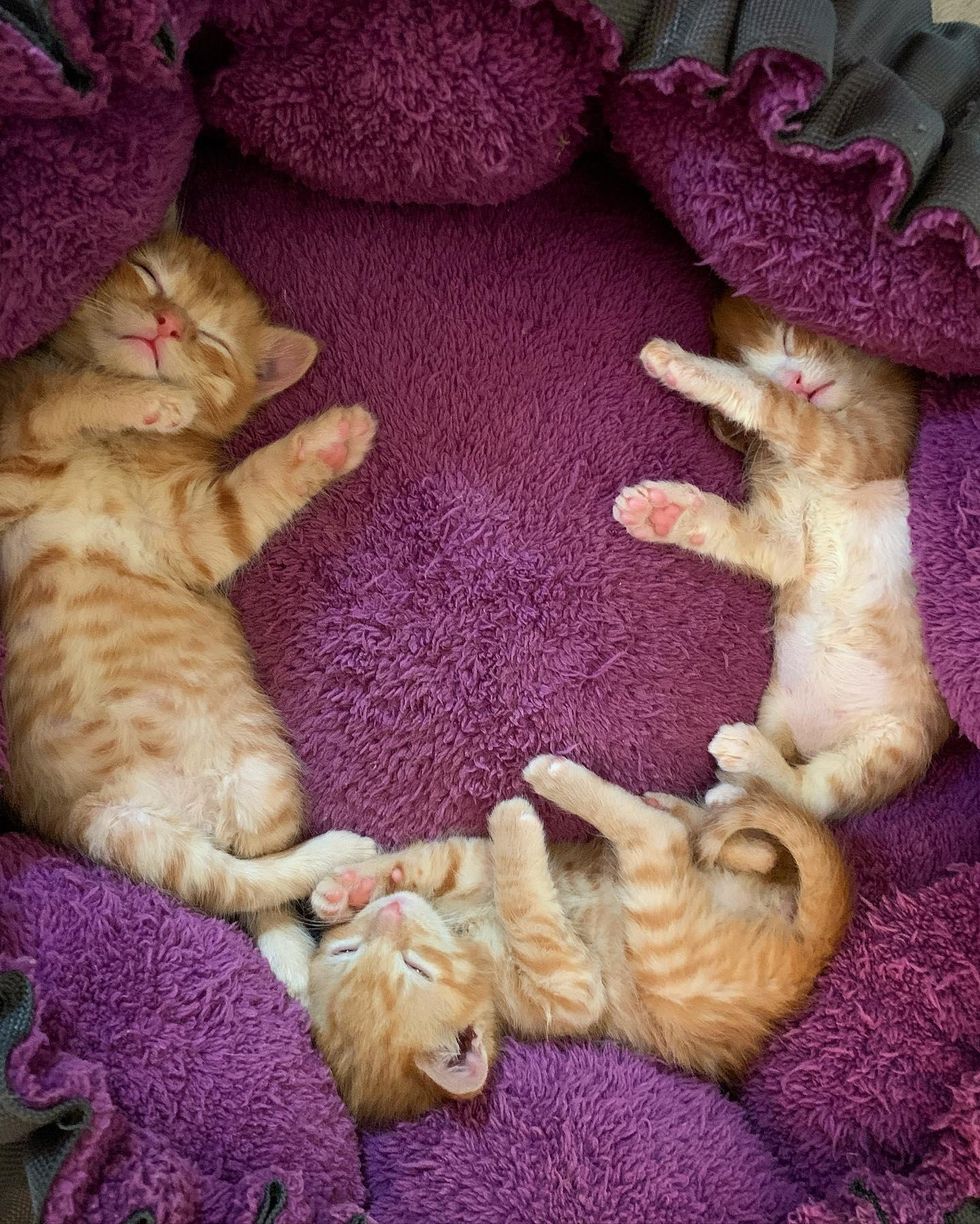 sleepy orange kittens