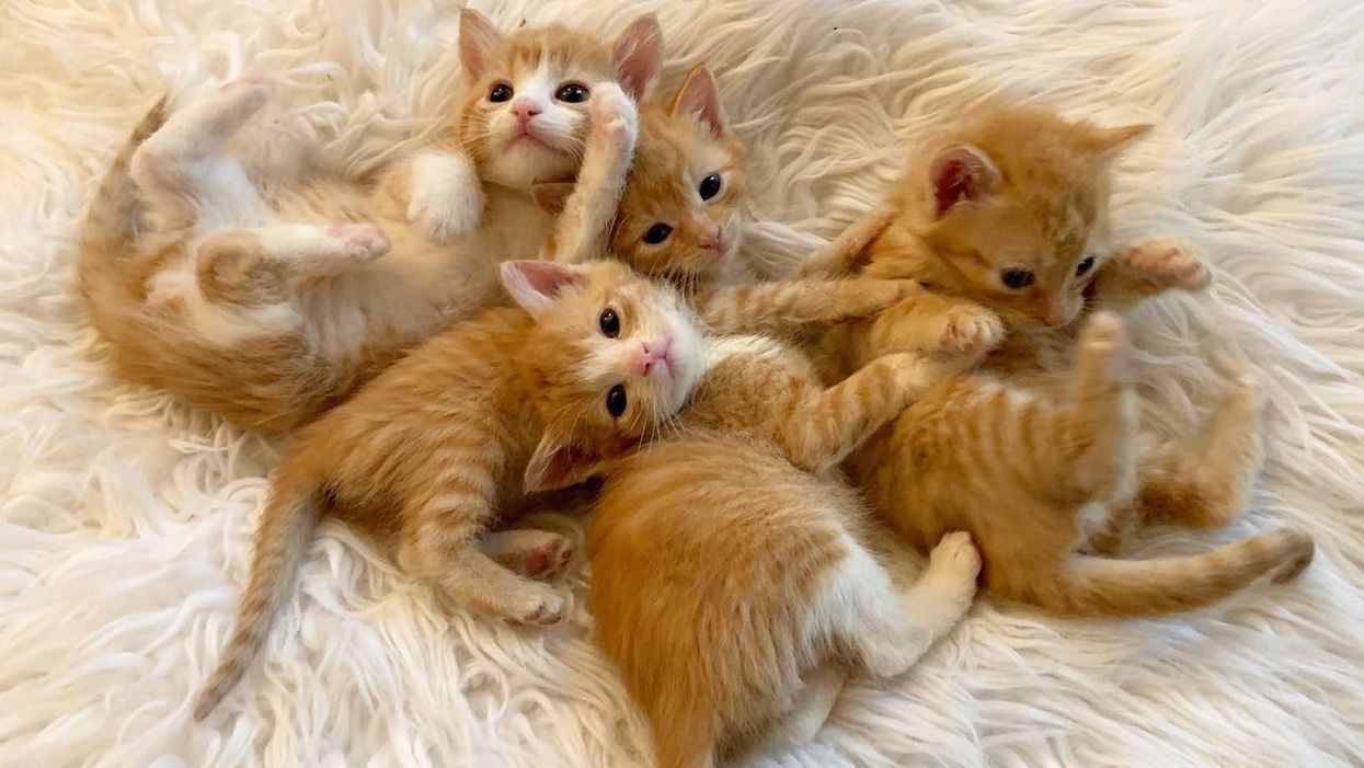 4 Kittens Help Each Other Thrive as They Transform on Their Journey to Better Life