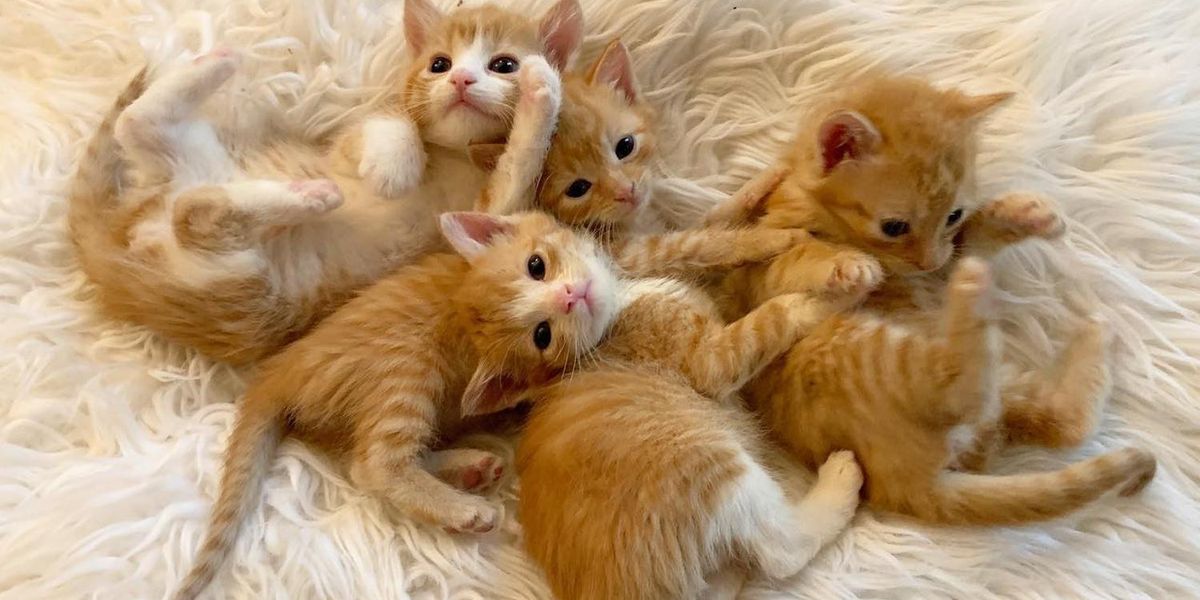 4 Kittens Help Each Other Thrive as They Transform on Their Journey to Bett...