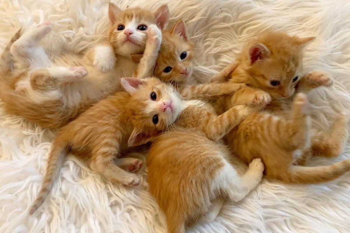 4 Kittens Help Each Other Thrive as They Transform on Their Journey to Better Life