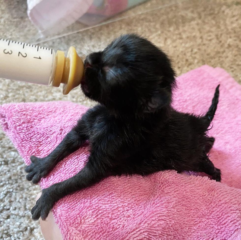 syringe feeding, tiny kitten