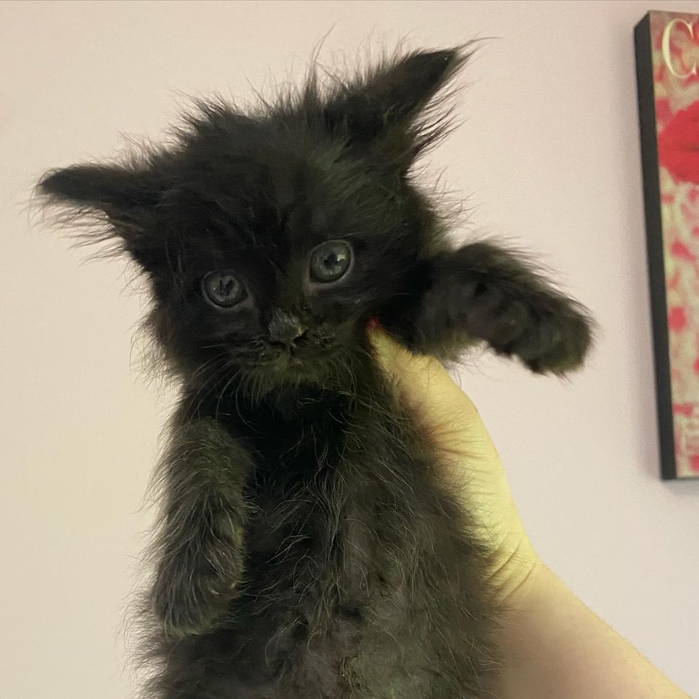 fluffy kitten, yeti the kitten