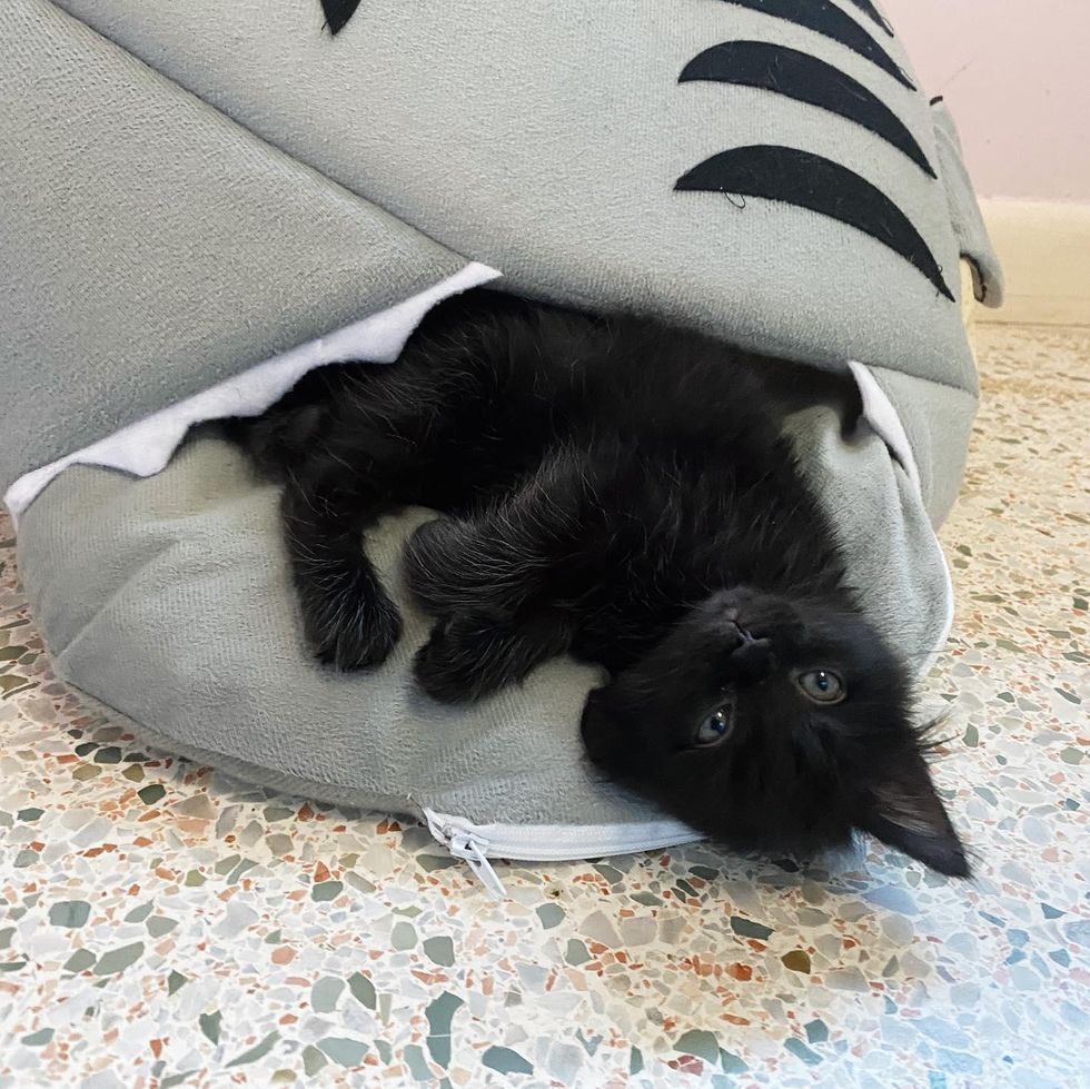 shark bed, kitten bed