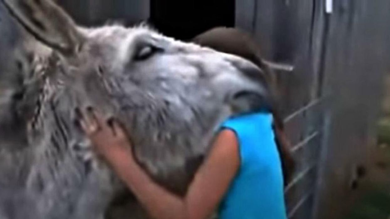 Touching video shows a donkey overwhelmed with emotion after seeing the girl  who raised him – GoneTrending