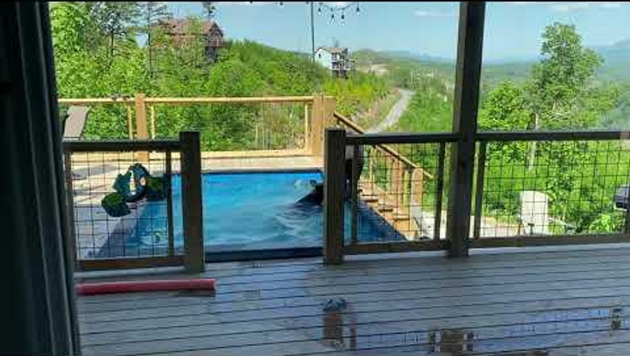 Bear family nonchalantly holds pool party at family's Gatlinburg cabin