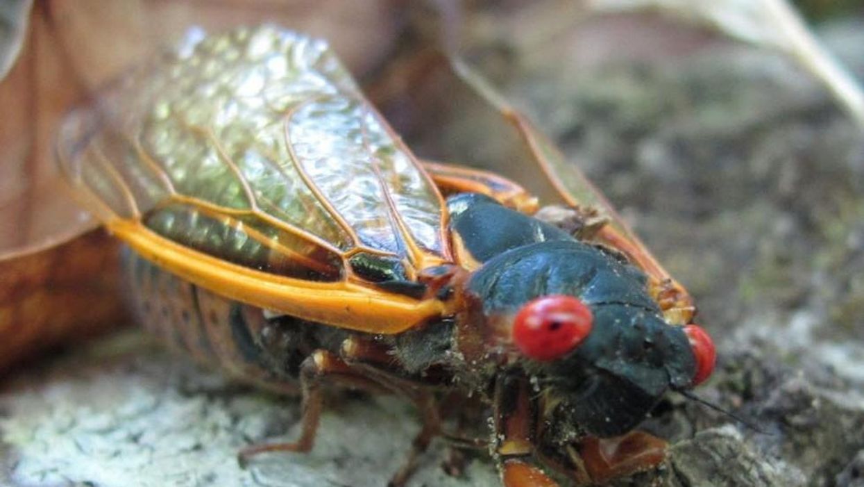 Cicada tacos exist and we have so many questions, mainly: why???