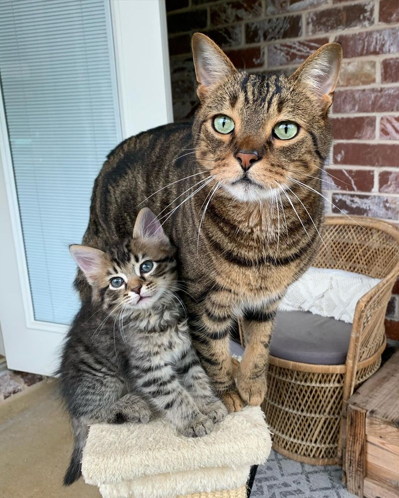 tabby kitten cat, cat buddies