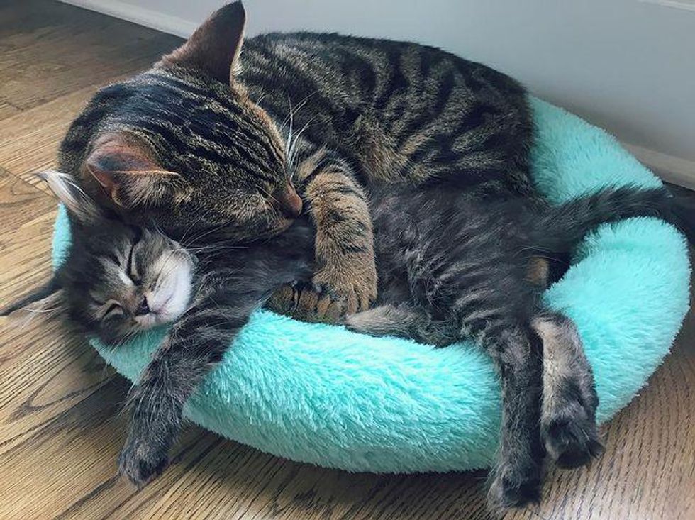 kitty hug, loving cat, big hug